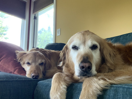 Entry image for Rennie and Cinnamon. Clicking this image will show a larger photo