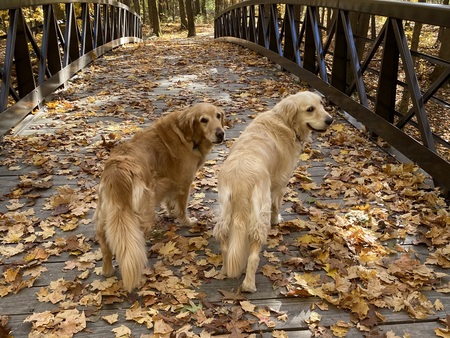 Entry image for Koko & Clover. Clicking this image will show a larger photo