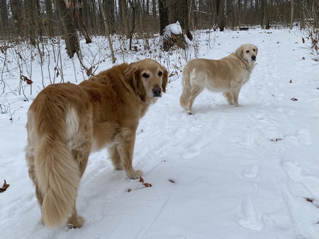 Entry image for Koko & Clover. Clicking this image will show a larger photo