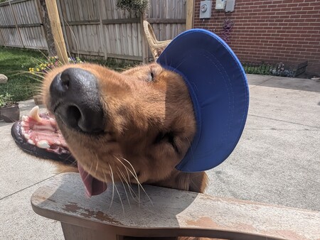 Entry image for Gus Gus. Clicking this image will show a larger photo