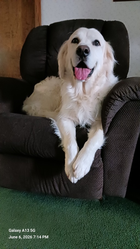 Entry image for Ollie. Clicking this image will show a larger photo