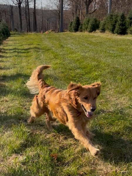 Entry image for KAI. Clicking this image will show a larger photo
