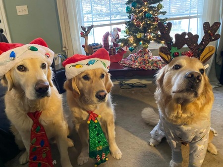 Entry image for Marley,Murphy,Sky. Clicking this image will show a larger photo