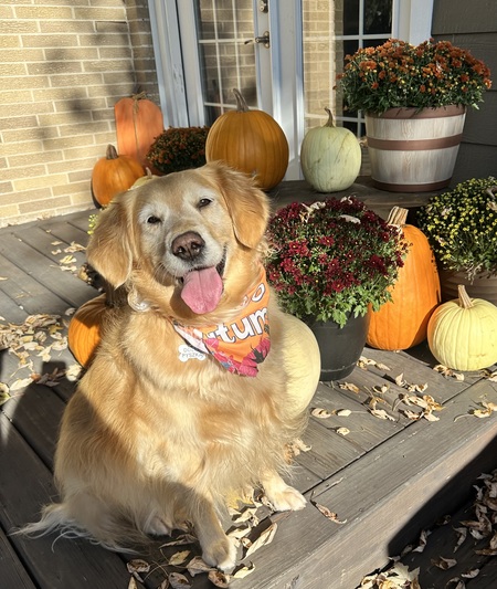 Entry image for Dolly. Clicking this image will show a larger photo