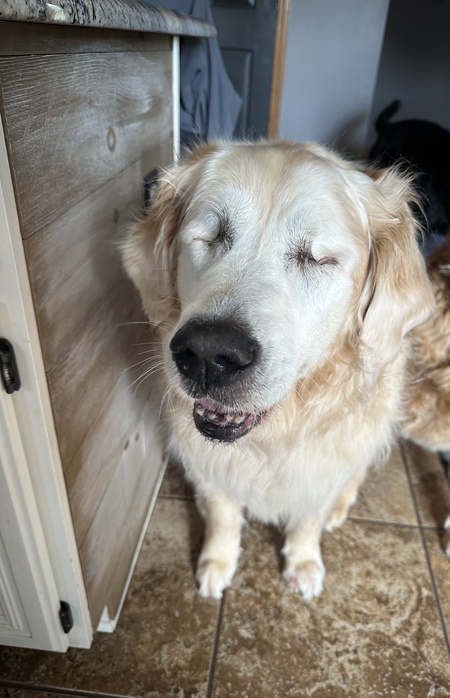 Entry image for Daisy . Clicking this image will show a larger photo
