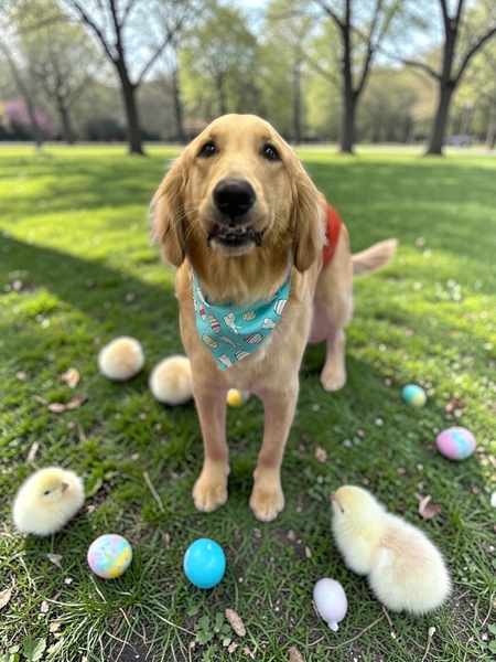 Entry image for Barkley. Clicking this image will show a larger photo