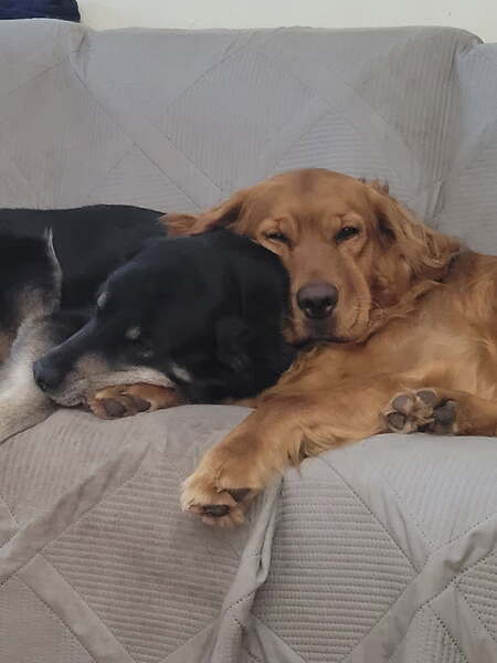 Entry image for Vinny and Phoenix . Clicking this image will show a larger photo