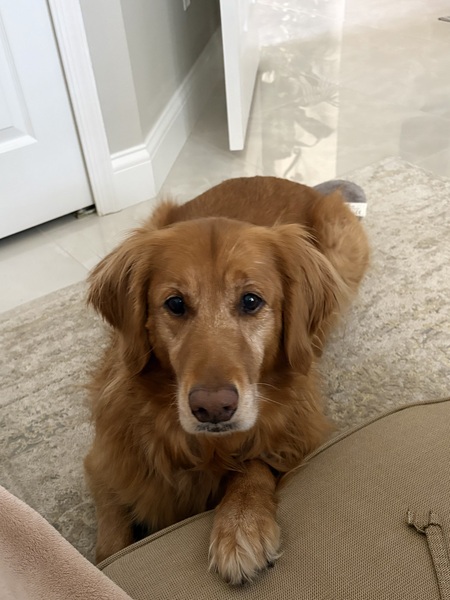Entry image for Harper. Clicking this image will show a larger photo
