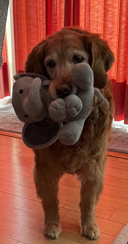 Entry image for Ginger. Clicking this image will show a larger photo