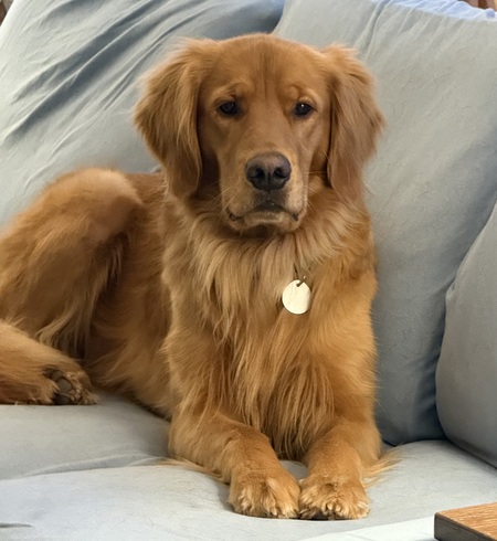 Entry image for Toby. Clicking this image will show a larger photo
