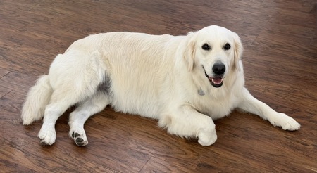 Entry image for Maggie . Clicking this image will show a larger photo