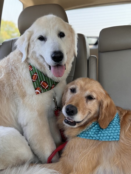 Entry image for Buddy and Millie. Clicking this image will show a larger photo