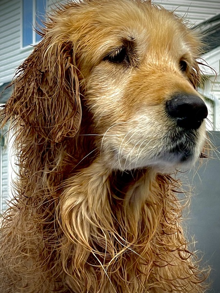 Entry image for Rex. Clicking this image will show a larger photo