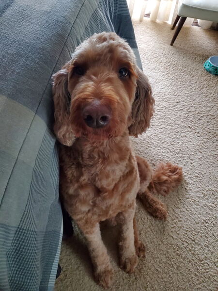 Entry image for Teddy. Clicking this image will show a larger photo