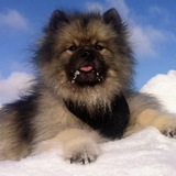Entry image for Rocky 