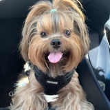 Entry image for Chewy