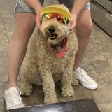 Entry image for Ginger