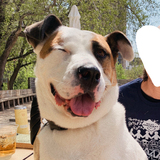 Entry image for Honey