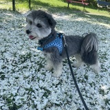 Entry image for Frankie