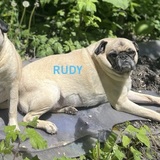 Entry image for Rudy