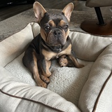 Entry image for Gus
