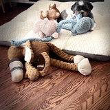 Entry image for Teddy