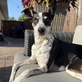 Entry image for Millie