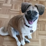 Entry image for Gracie
