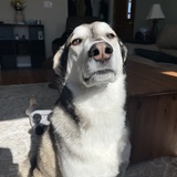 Entry image for Bandit