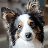 Entry image for Murphy