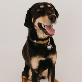 Entry image for Bruno