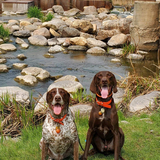 Entry image for Remi & Reno