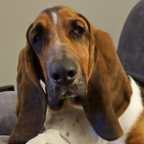Entry image for Otis