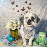 Entry image for Finn