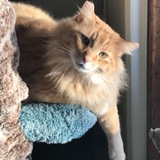 Entry image for Simba
