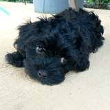 Entry image for Cookie