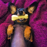 Entry image for Ollie
