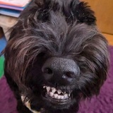 Entry image for Rosie
