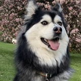 Entry image for Pepper