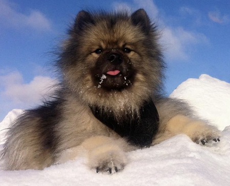 Entry image for Rocky . Clicking this image will show a larger photo