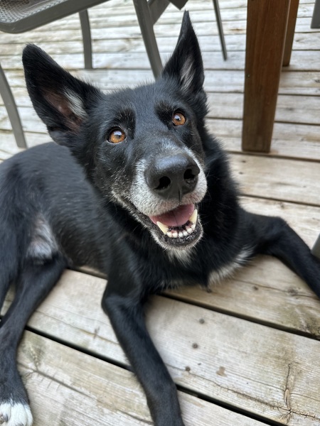 Entry image for Murphy. Clicking this image will show a larger photo