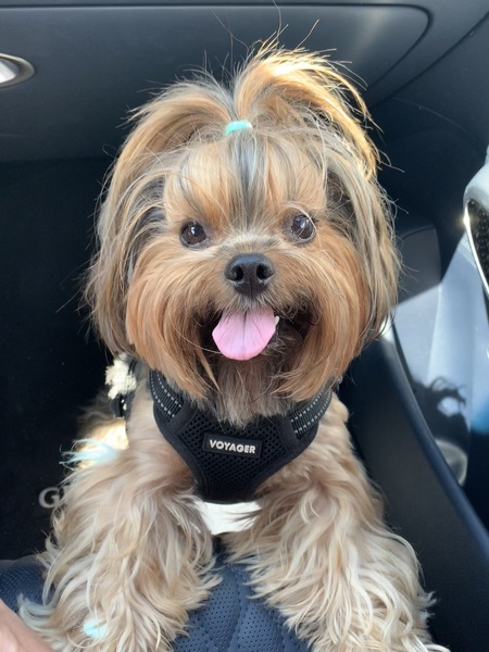Entry image for Chewy. Clicking this image will show a larger photo