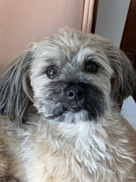 Entry image for Teddy. Clicking this image will show a larger photo