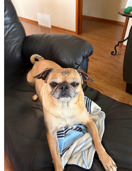 Entry image for Sadie. Clicking this image will show a larger photo