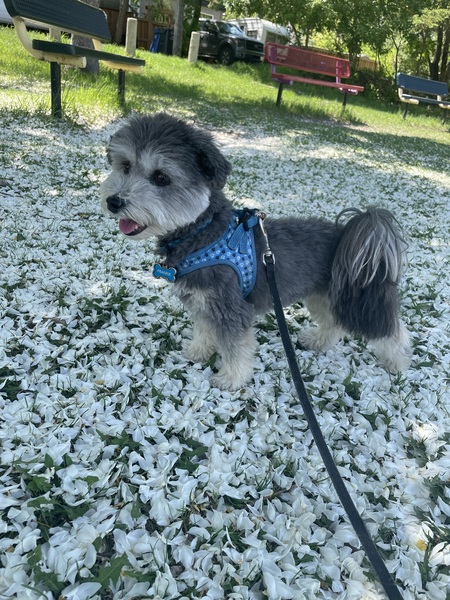 Entry image for Frankie. Clicking this image will show a larger photo