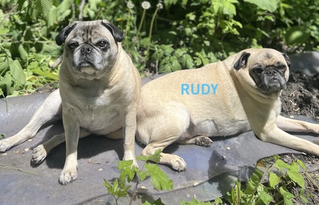 Entry image for Rudy. Clicking this image will show a larger photo