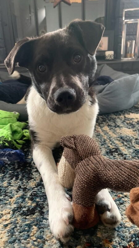 Entry image for Millie. Clicking this image will show a larger photo