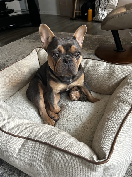 Entry image for Gus. Clicking this image will show a larger photo