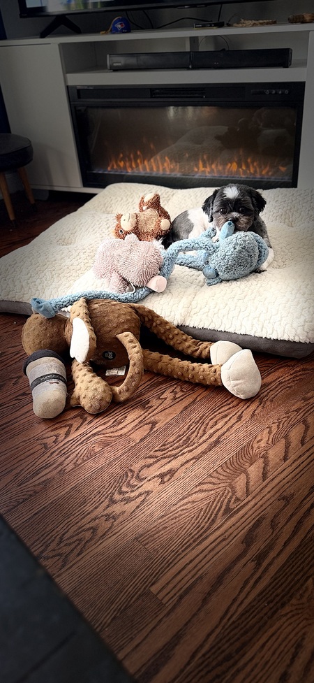 Entry image for Teddy. Clicking this image will show a larger photo