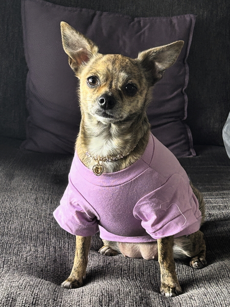 Entry image for Cocoa . Clicking this image will show a larger photo